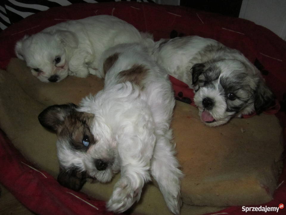Shih Tzu szczenięta Chełm