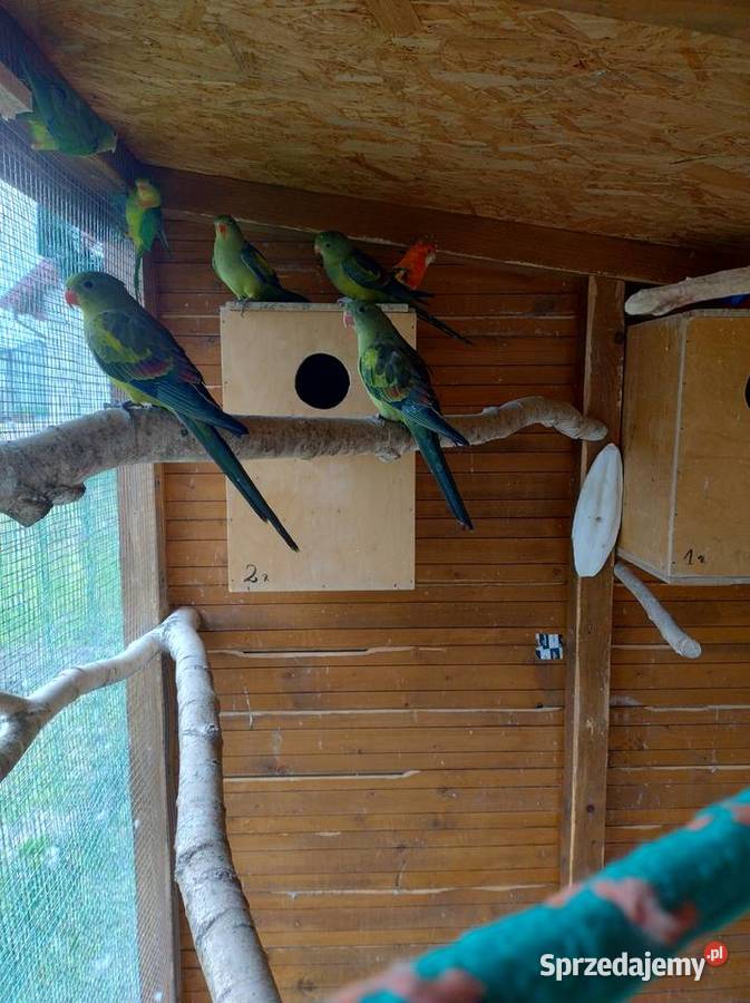 Papugi egzotyczne Sobków