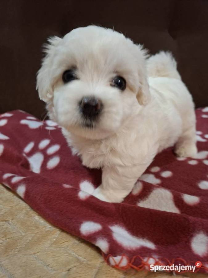 Maltańczyki chłopaki do wzięcia Gniezno