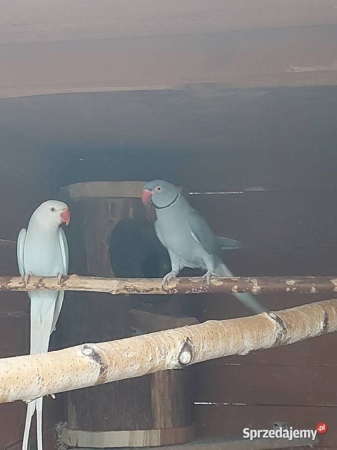 Aleksandretty Bogdaniec