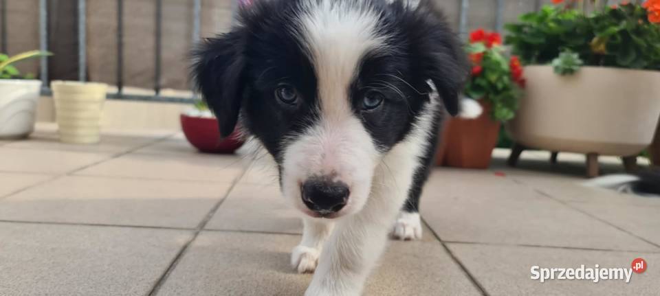 Szczeniak Border Collie