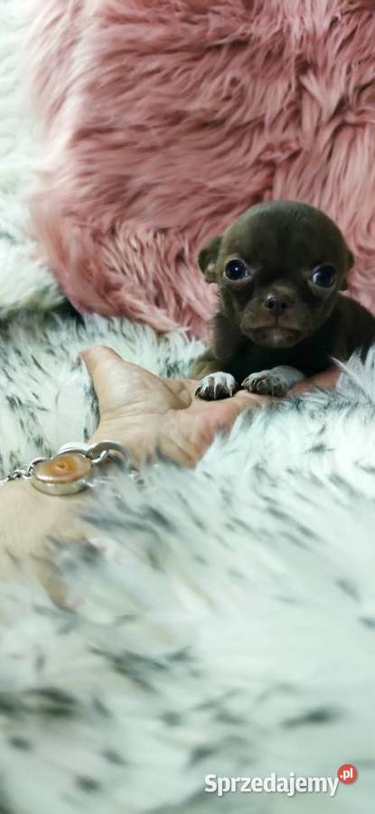 MINI Dziewczynka Chihuahua Gotowa Do Odbioru wielkopolskie Ciszkowo