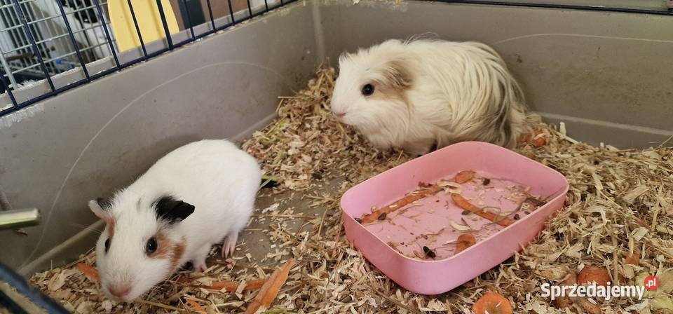 Sprzedam młodego samczyk świnki morskiej