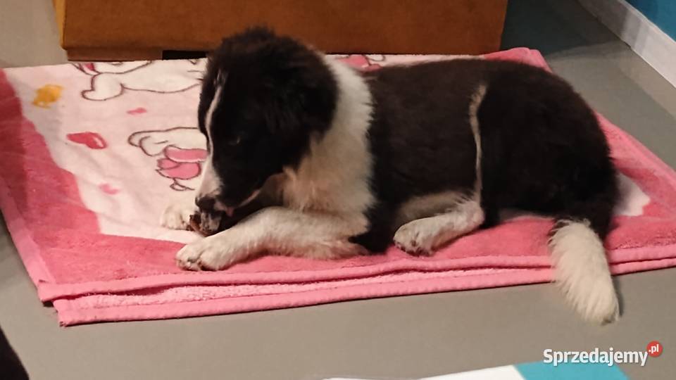 Border collie FCI Legionowo