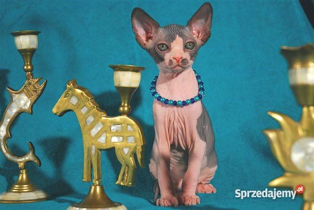 Sfinks SPH Sphynx Cattery DeTrojanS Warszawa Warszawa