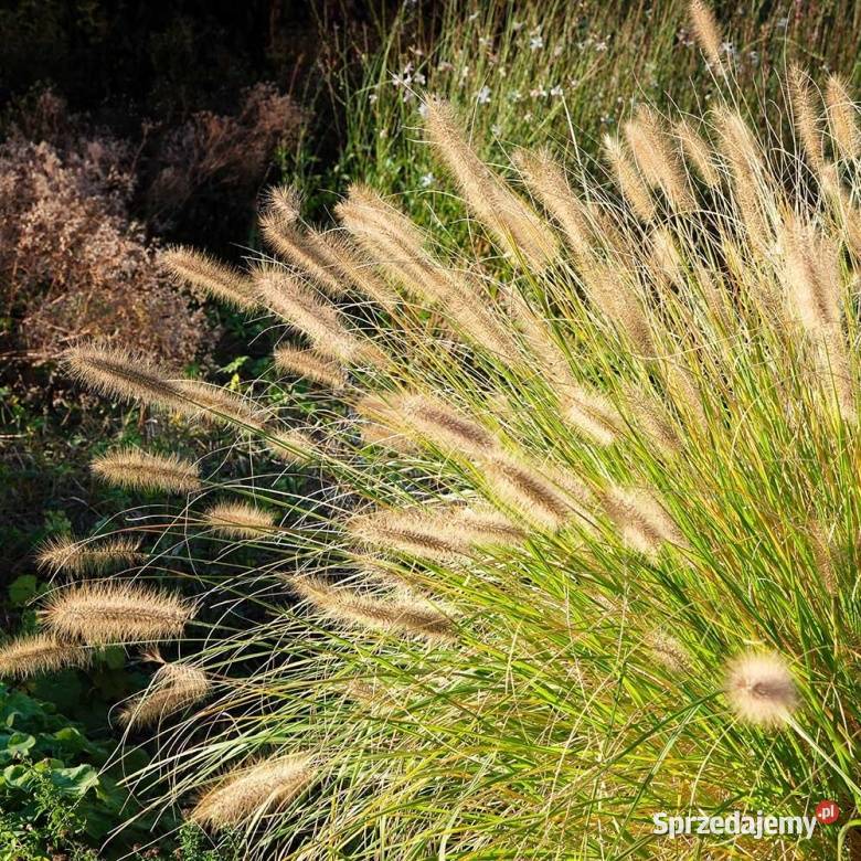 Rozplenica Hameln Gold Opole sprzedam