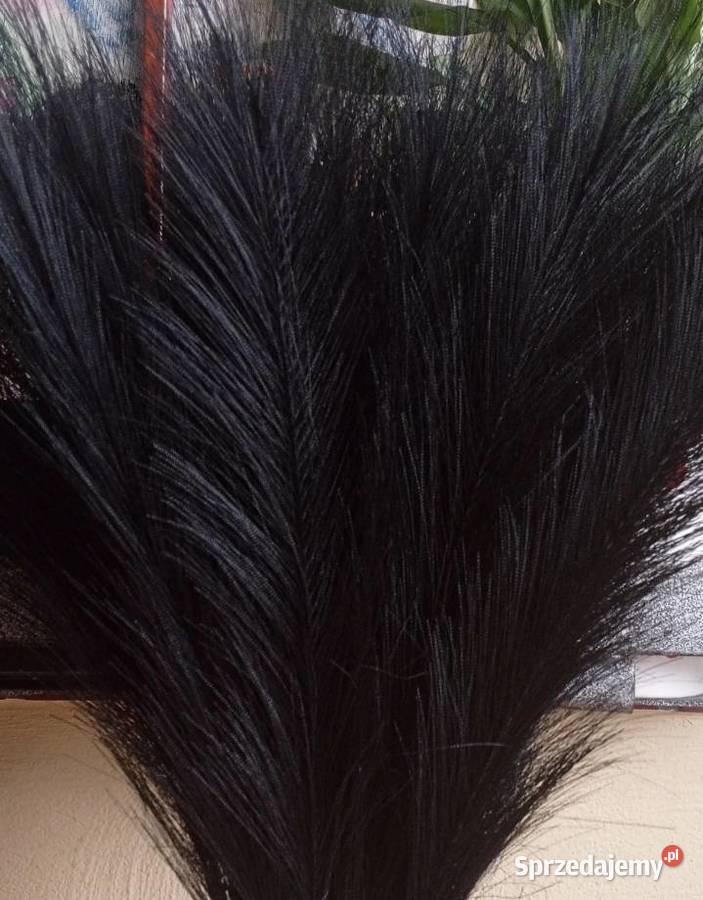 Czarna trawa pampasowa 40 sztuk Szczecinek sprzedam