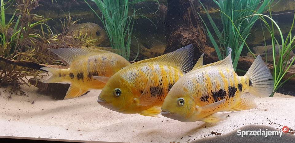 Pielęgnica Cichlasoma bocourti Międzyrzecz