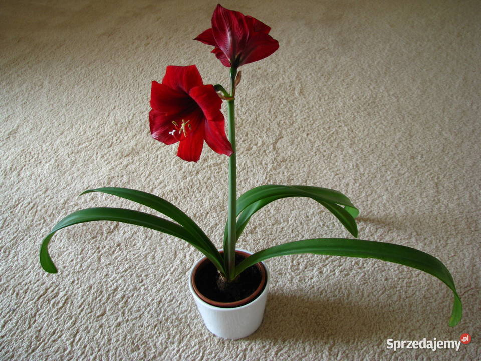 Amarylis, zwartnica – piękna kwitnąca roślinka