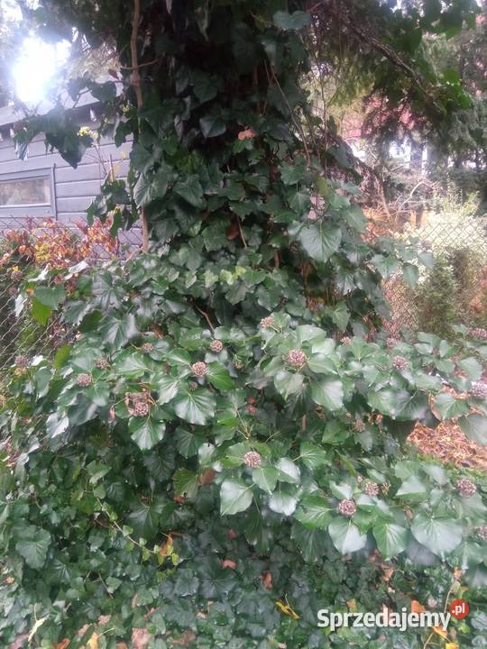 Pędy bluszczu do ukorzenienia Łódź sprzedam