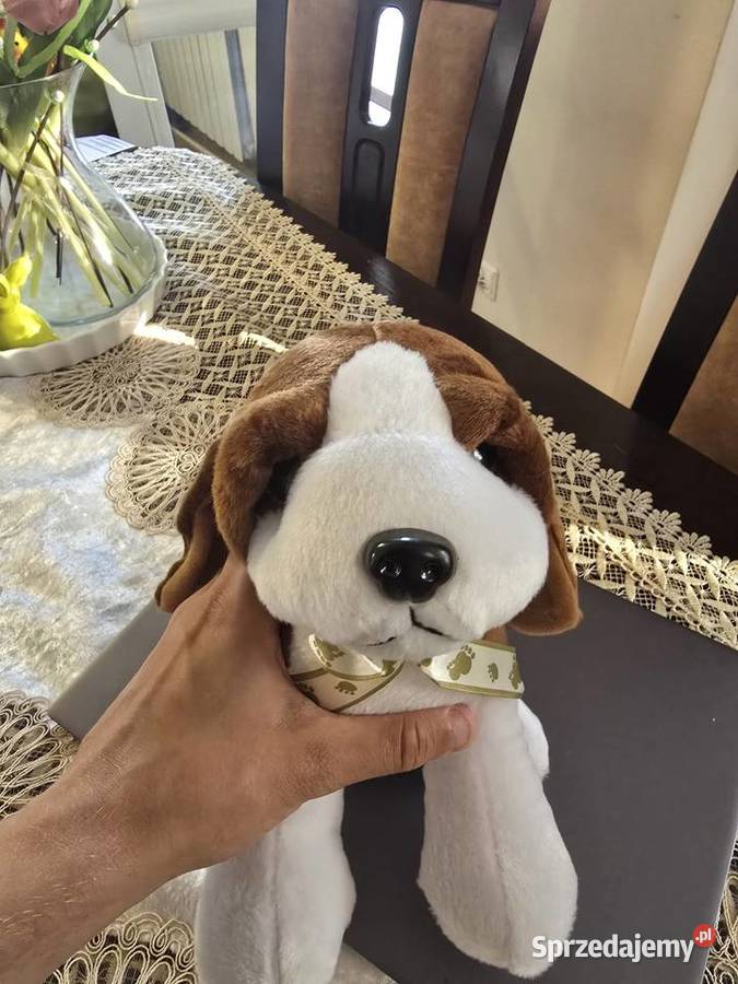 Maskotka piesek beagle Łomża