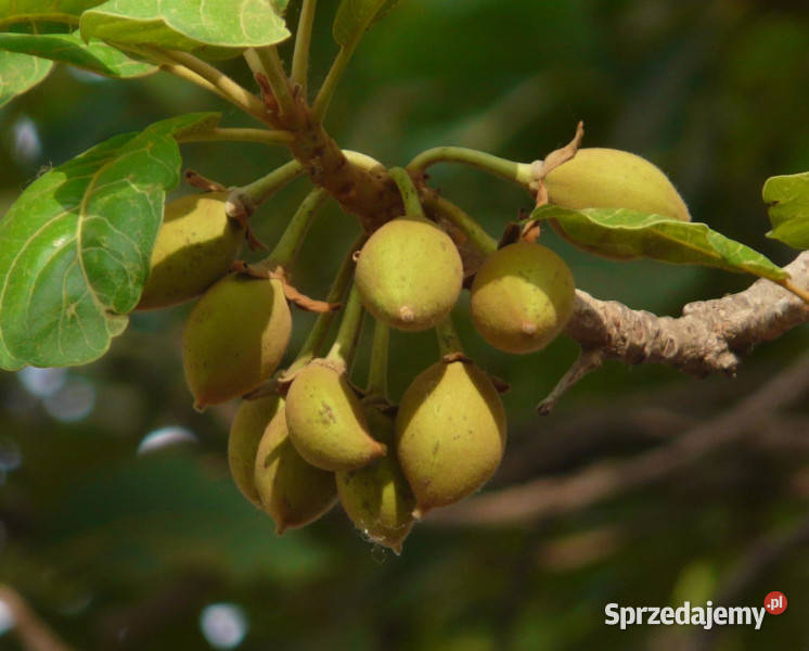 MADHUCA LONGIFOLIA Madhuca longifolia NASIONA Lubanie