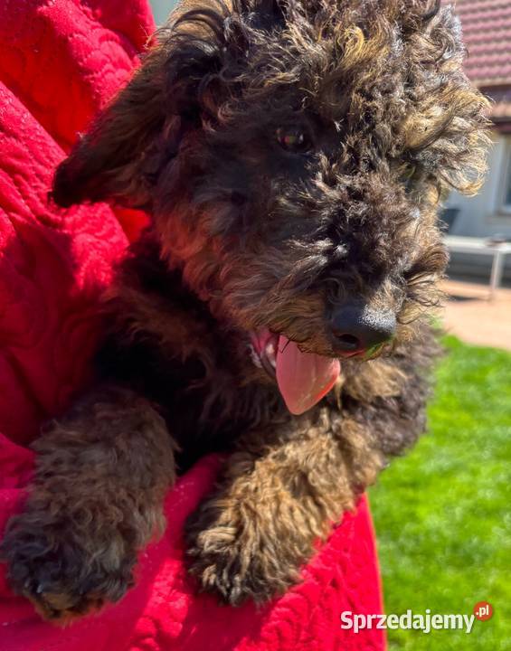 Samiec labradoodle mini f2 czarny Gryfice