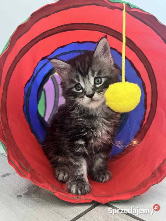 Kotki Maine coon Katowice