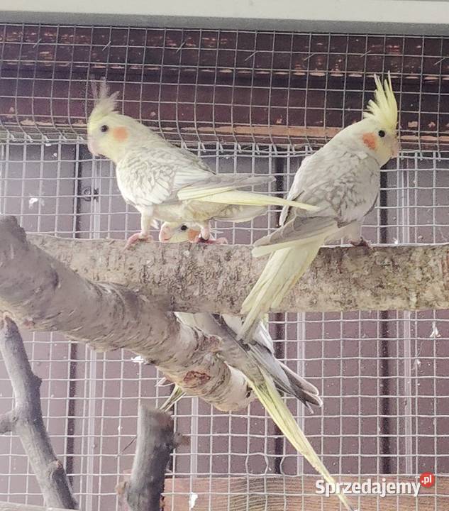 Nimfy perłowe małopolskie Wieliczka