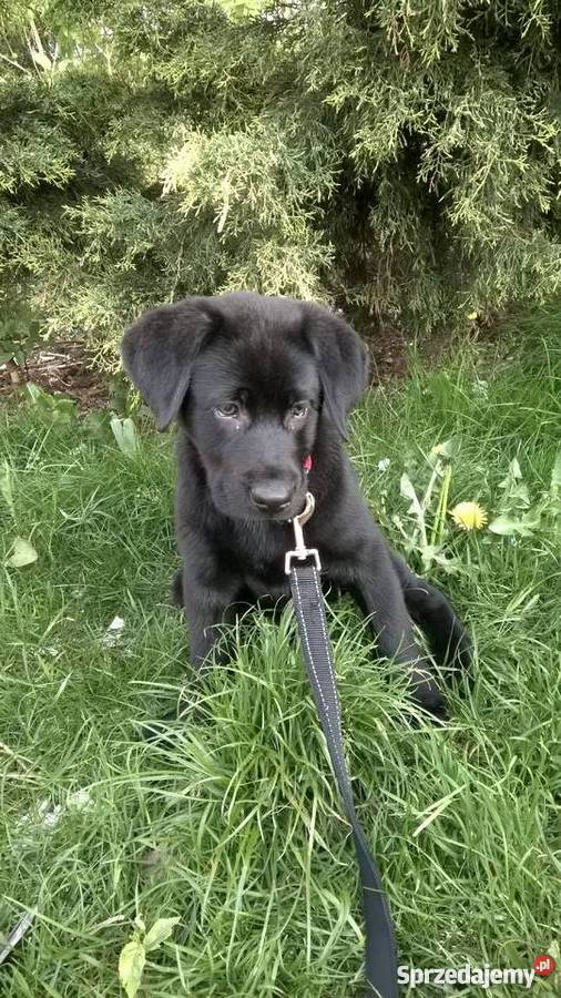 Lablador 4 miesiące czarny piesek śląskie Gliwice