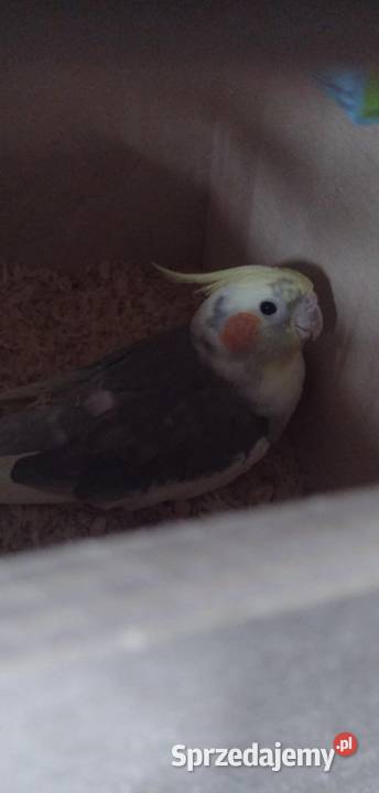 Samiec nimfy młody Grudziądz