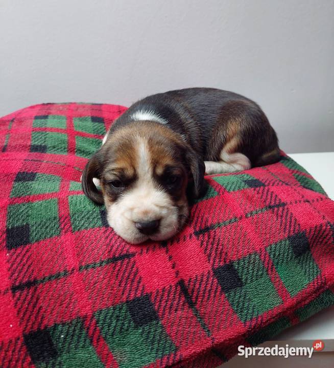 Szczeniaki rasy beagle piesek suczka małopolskie Kraków