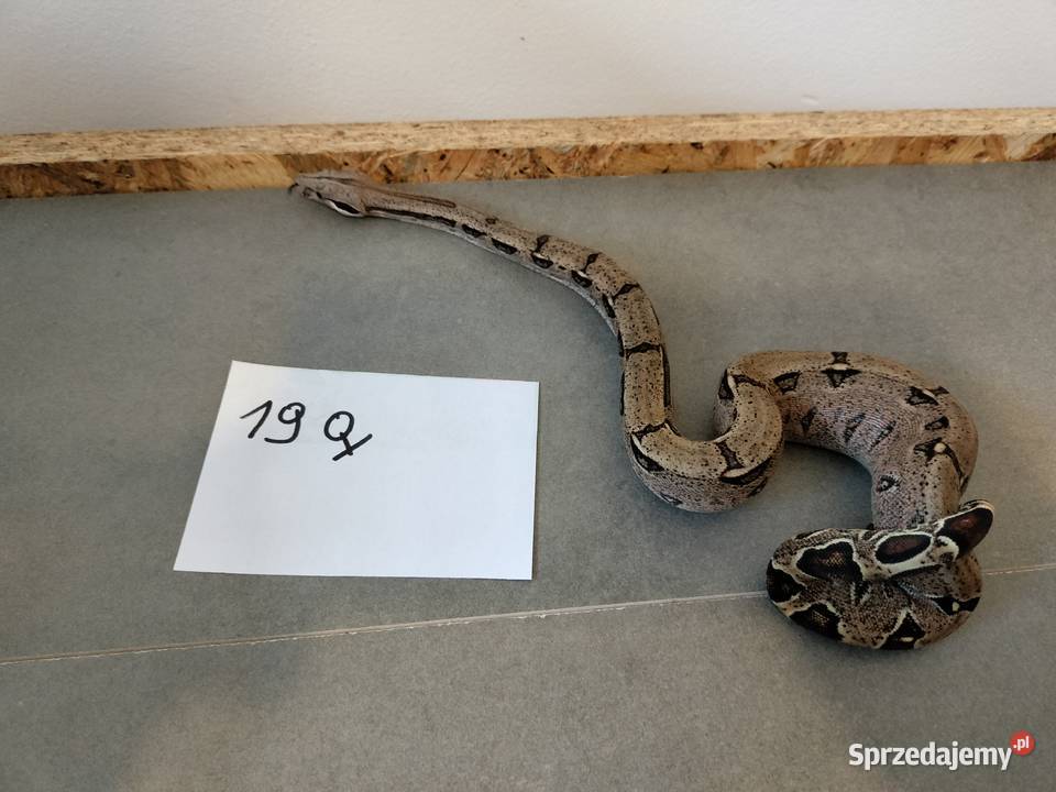 Młode boa cesarskie cb26 Połomia