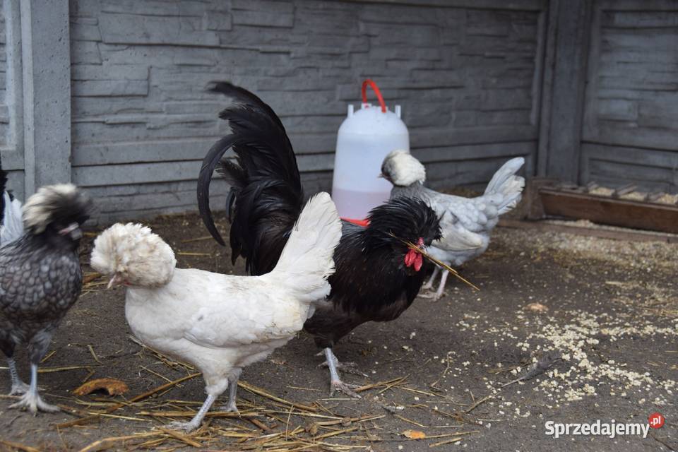 Kogut ozdobny czubatki mazowieckie Łochów