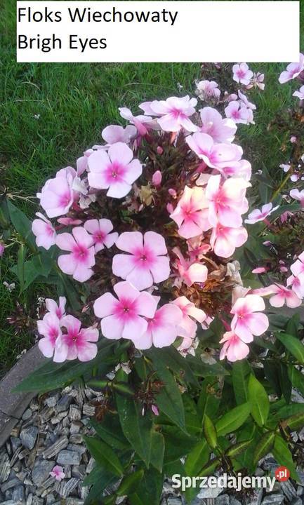 Floksy Opole sprzedam