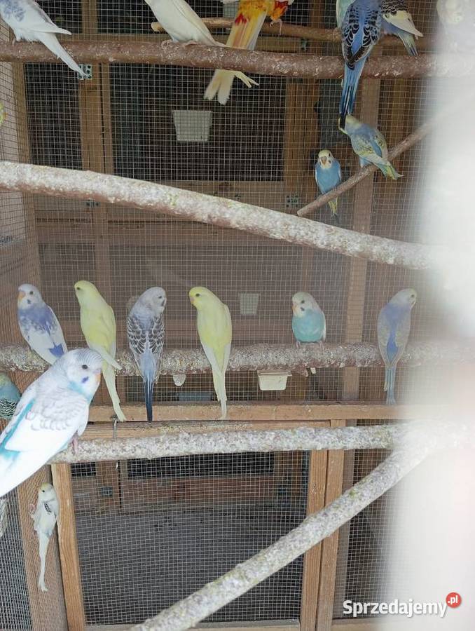 Papugi faliste papużki faliste piękne kolory Jasło sprzedam