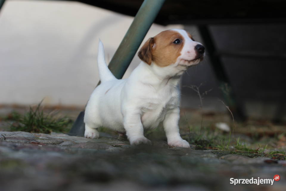 Piesek Jack Russell Terrier krótkowłosy