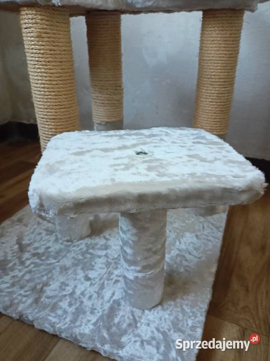 Drapak kota Włocławek