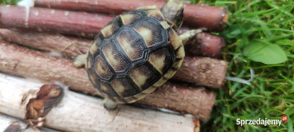 Żółw grecki śląskie Dąbrowa Górnicza