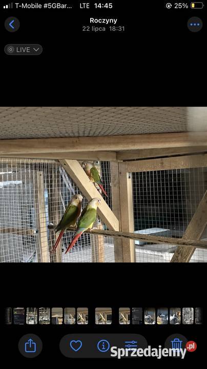 Papugi rudosterki Ptaki sprzedam