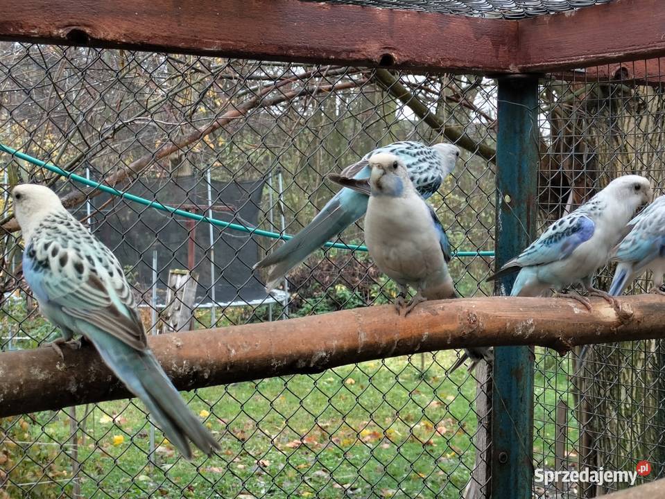 Rozelle Białolice 2025