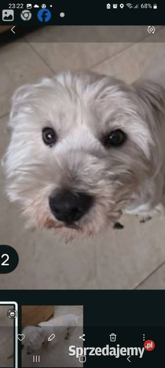 West Terrier pies Śrem