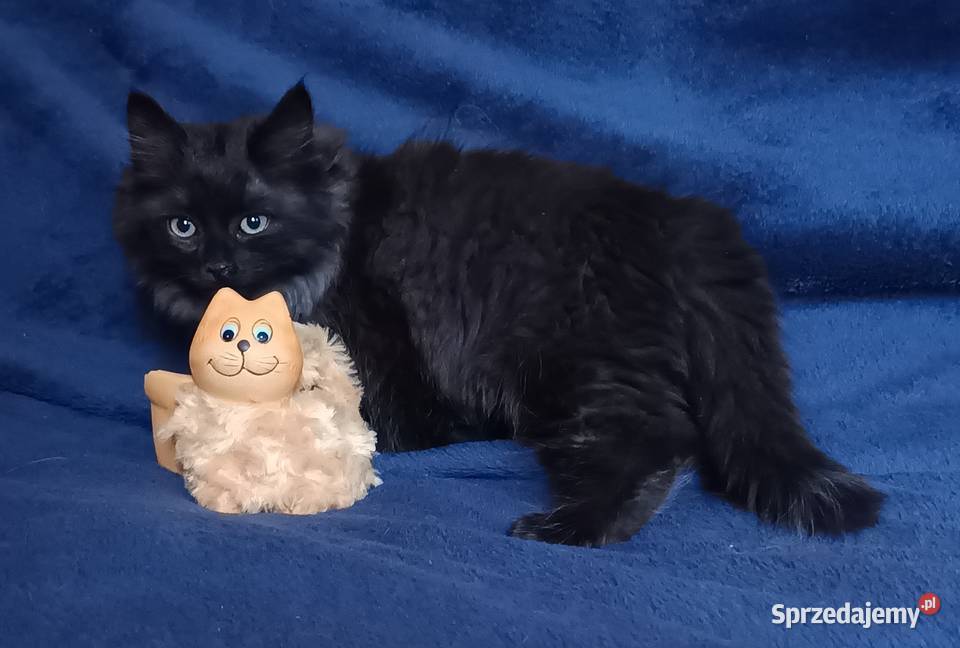 Koty Syberyjskie LUKSUS ZKolakowegoDomu wielkopolskie Kwilcz