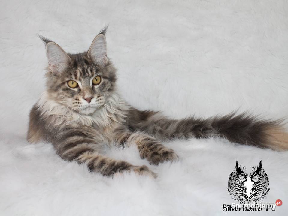 Kotka Maine Coon kociego behawiorysty Nowa Ruda