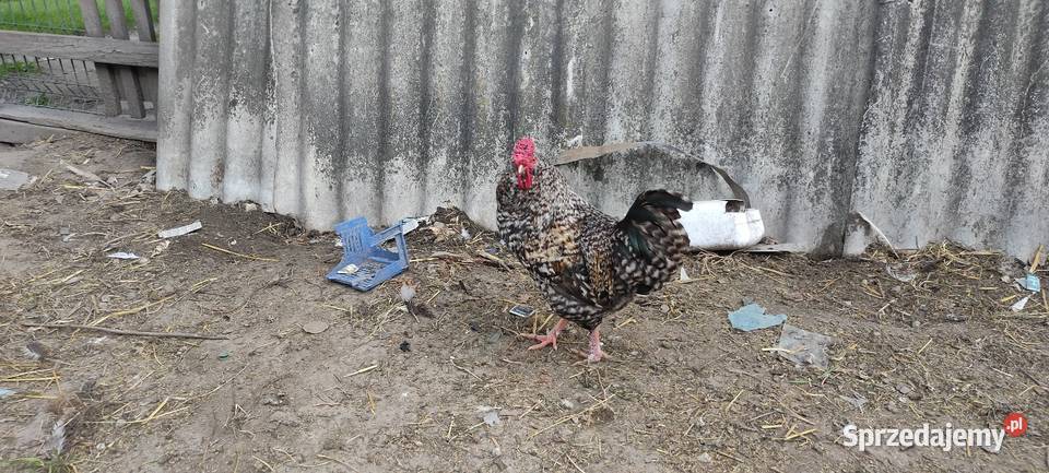 Sprzedam koguty kolorowe lubelskie