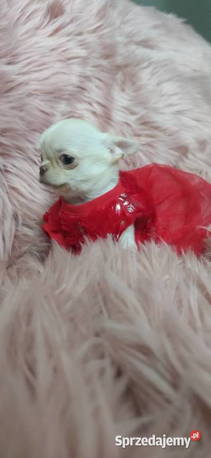 Gotowa Do Odbioru Przepiękna Dziewczynka Chihuahua Ciszkowo sprzedam