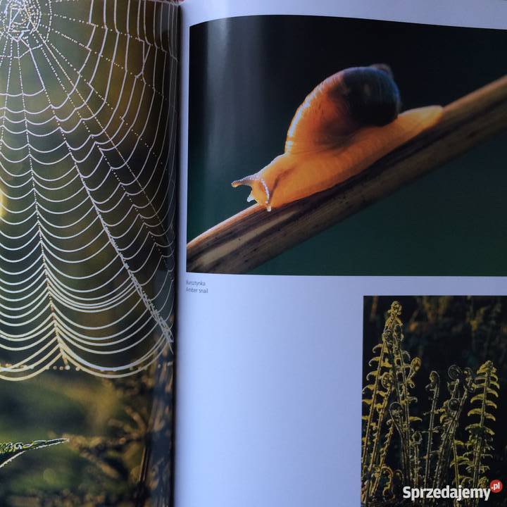 1086 Kraina Puszcz i Bagien sprzedam