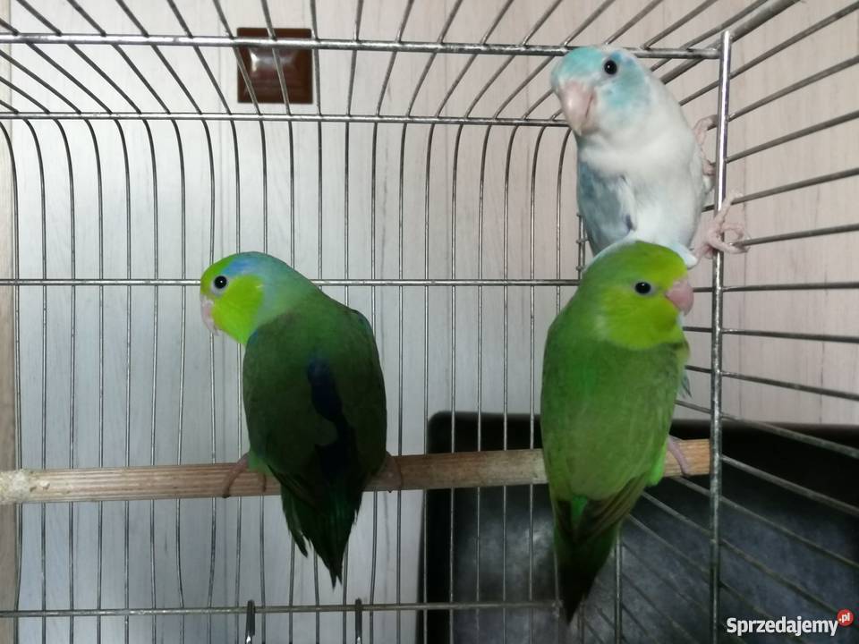 Wróbliczki Głogów