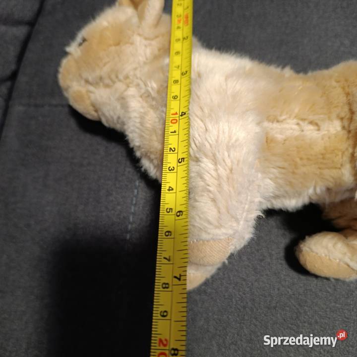 Pluszak piesek następny maskotka wielkopolskie Poznań