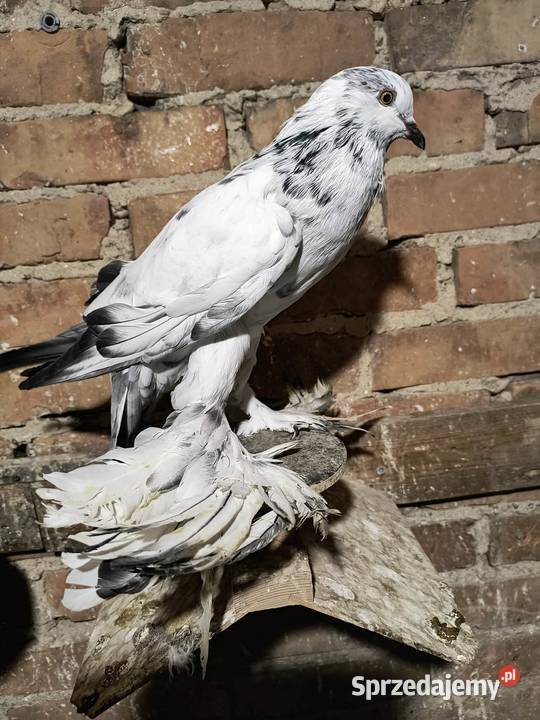 Garlacze pomorskie Lubiechowo