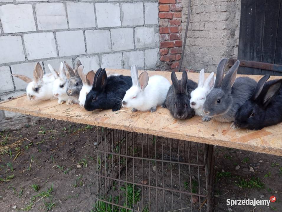 Młode króliki samce samice okazja Sierniki