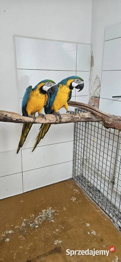 Ara Ararauna Para legowa z 2010 Rybnik