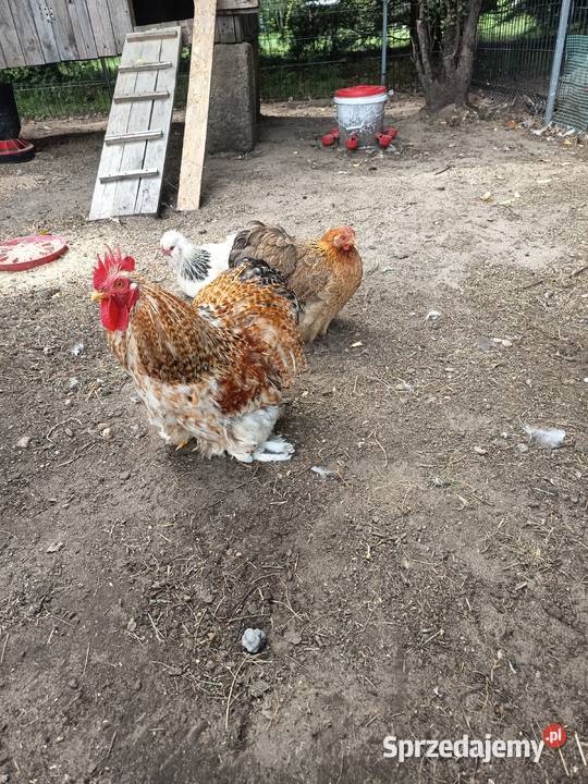 Kochinki miniaturowe Drób i ptactwo Słomków sprzedam