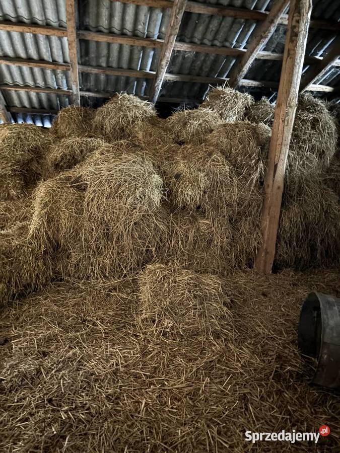 Słoma i siano w kostkach Trawy, słoma Robertów