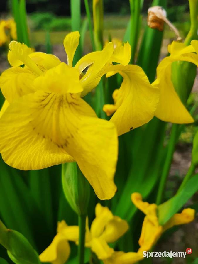 Kosaciec Irys mix kolorów Lublin sprzedam