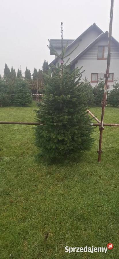 Jodla kaukaska choinki świerk doniczka Kościerska Huta