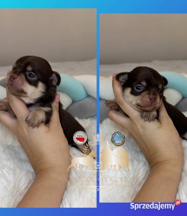 Chihuahua piesek krótkowłosy Choco Tan badania Bełchatów sprzedam