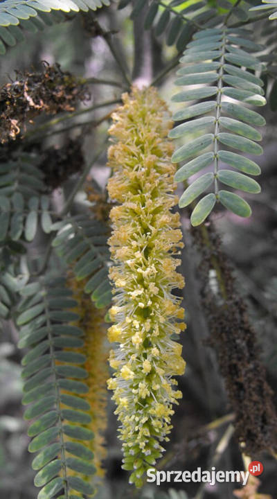 PROSOPIS CHILENSIS  Prosopis chilensis NASIONA Nasiona Lubanie