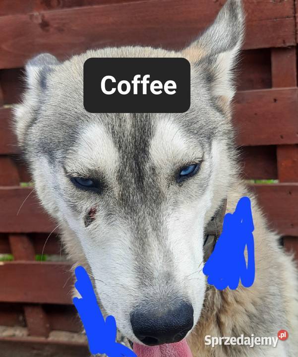 Syberiany husky Reda