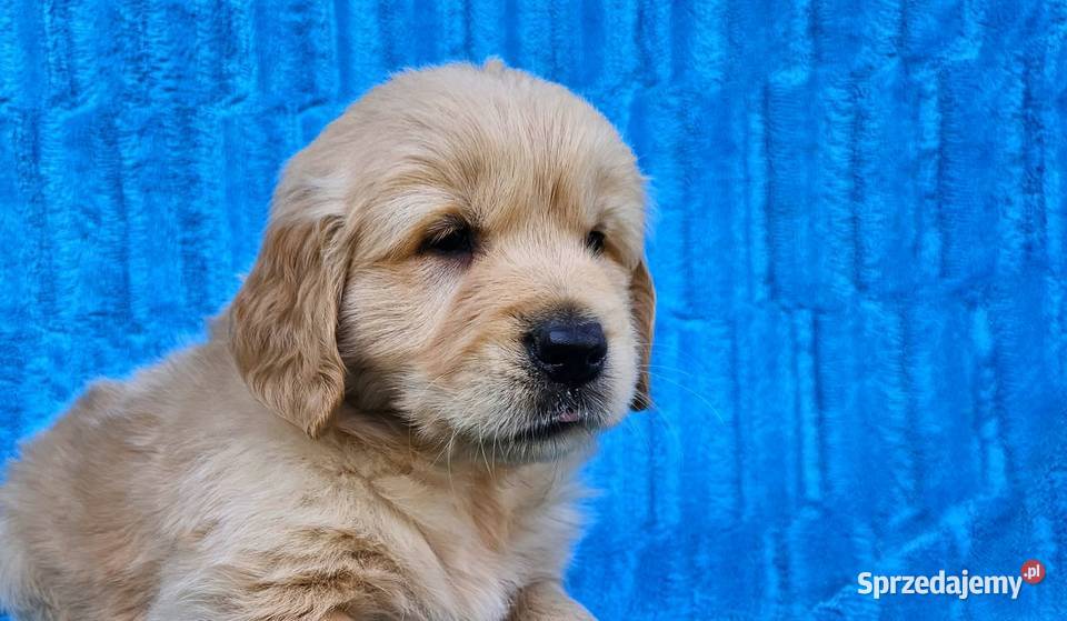 Golden Retriever złoty szczeniak łódzkie Polesie sprzedam